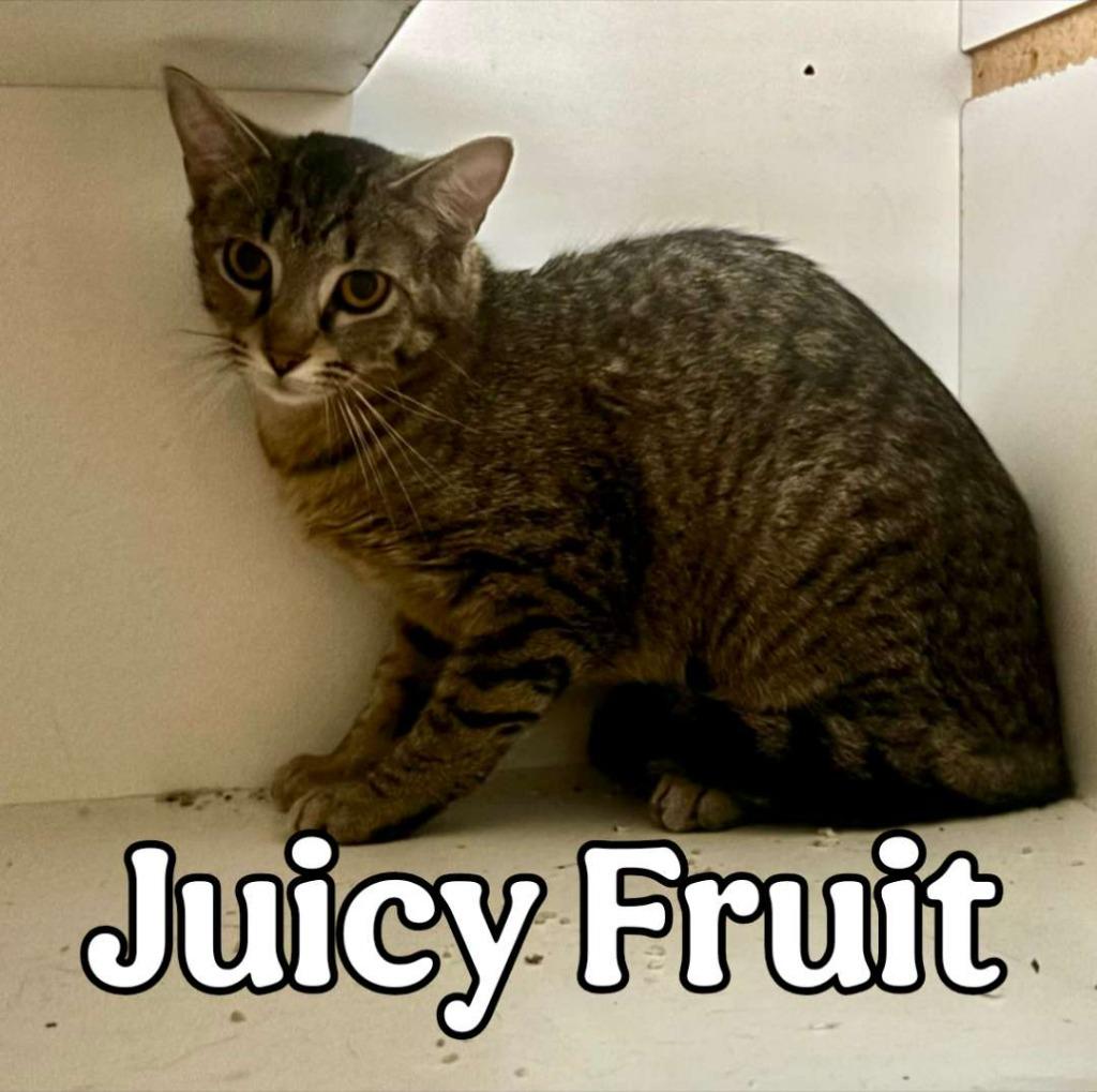 Enlarge Juicy Fruit, a Adoptable Domestic Short Hair in Hillsboro, OH image 2/3
