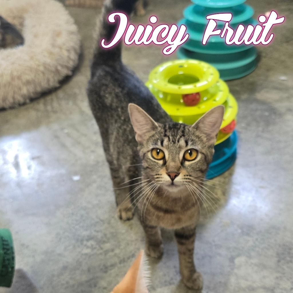 Enlarge Juicy Fruit, a Adoptable Domestic Short Hair in Hillsboro, OH image 3/5