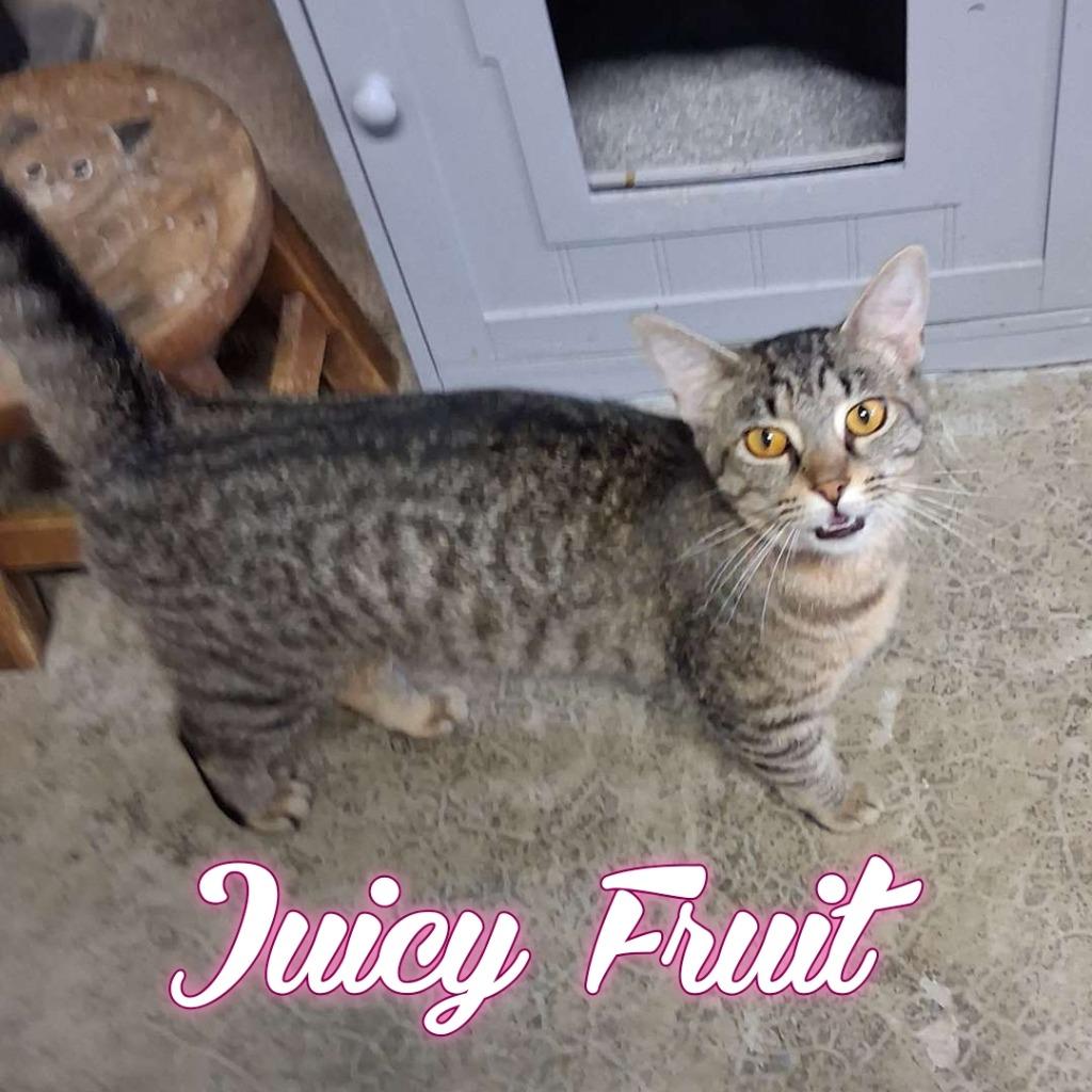 Enlarge Juicy Fruit, a Adoptable Domestic Short Hair in Hillsboro, OH image 4/5