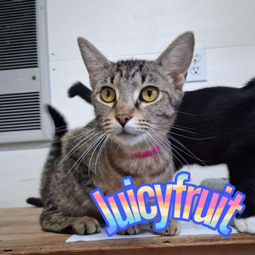 Enlarge Juicy Fruit, a Adoptable Domestic Short Hair in Hillsboro, OH image 3/3