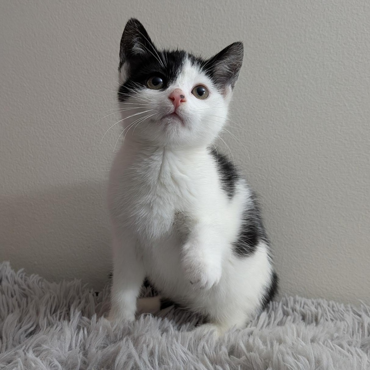 Pre-Adoption: Tac, Adoptable, Kitten Female Domestic Short Hair.