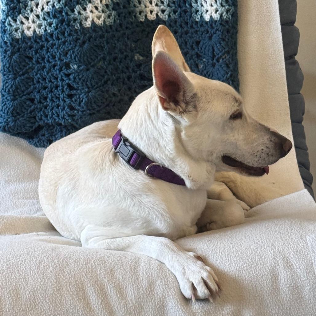 Frida, a Adoptable mixed breed in San Diego, CA image 1/3