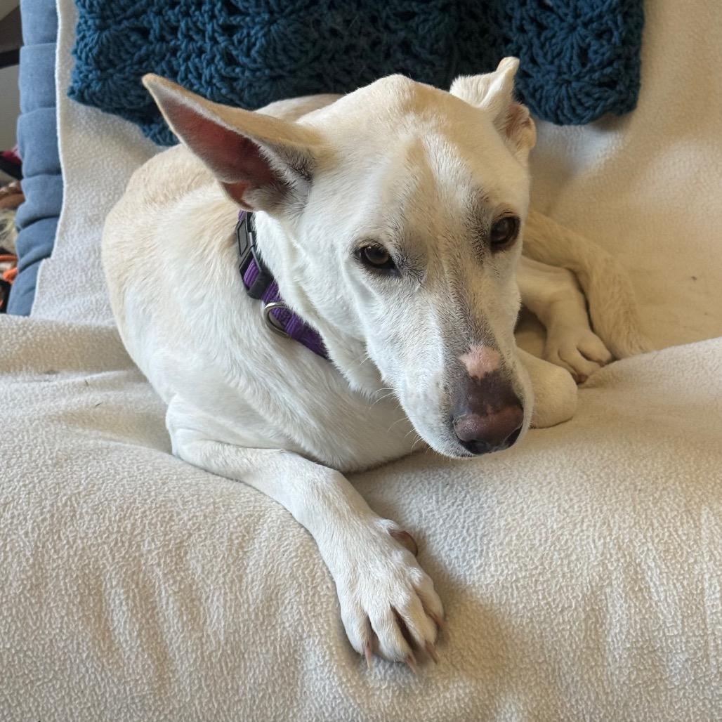 Frida, a Adoptable mixed breed in San Diego, CA image 3/3