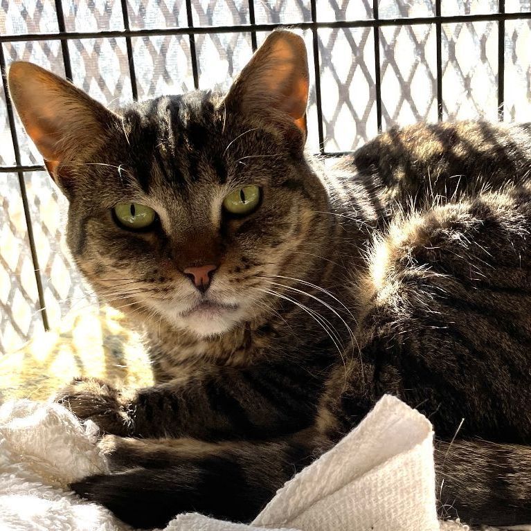 Bella, Adoptable, Adult Female Domestic Medium Hair.