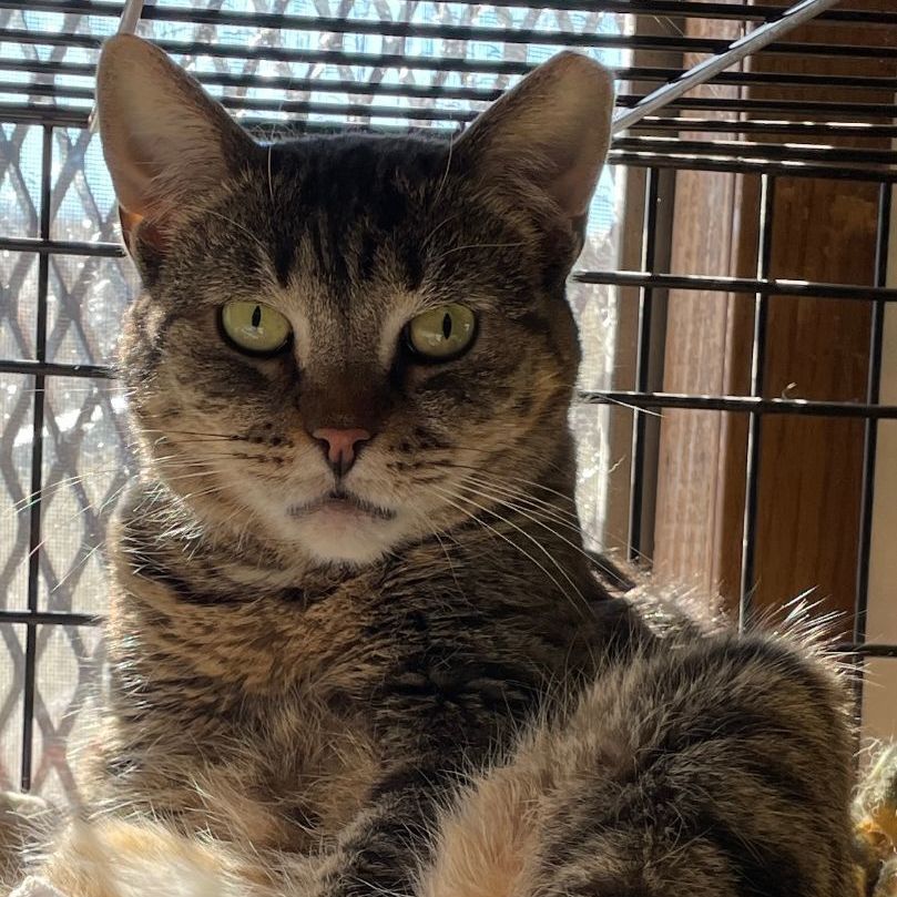 Bella, a Adoptable mixed breed in East Elmhurst, NY image 2/4