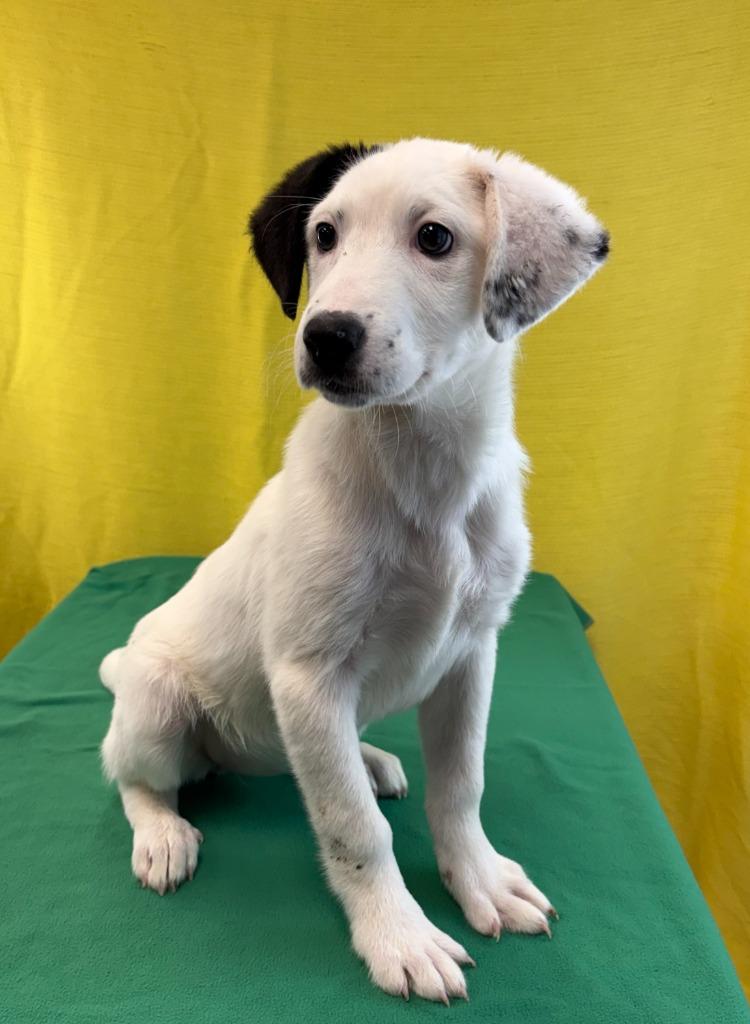 Unicorn, Adoptable, Puppy Female Labrador Retriever & Great Pyrenees.
