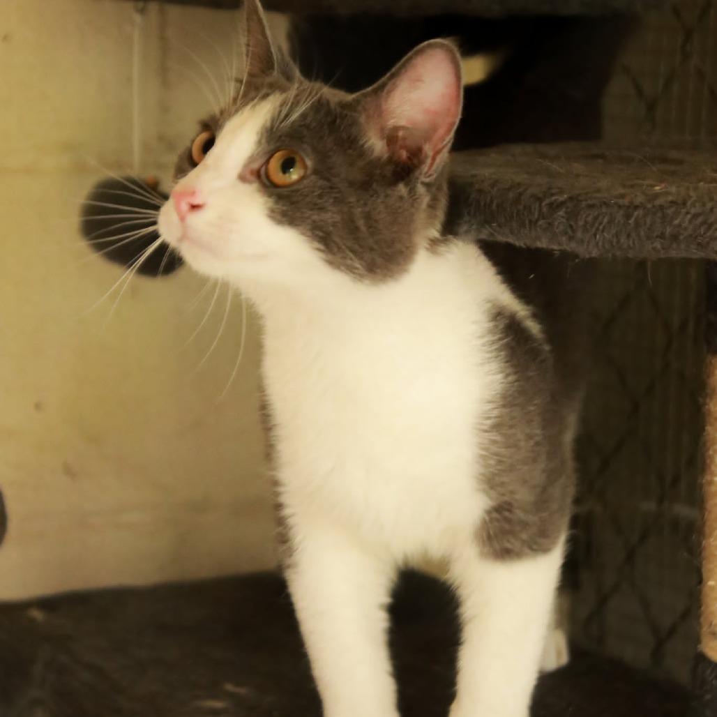 Rebel, a Adoptable mixed breed in Madisonville, KY image 2/3