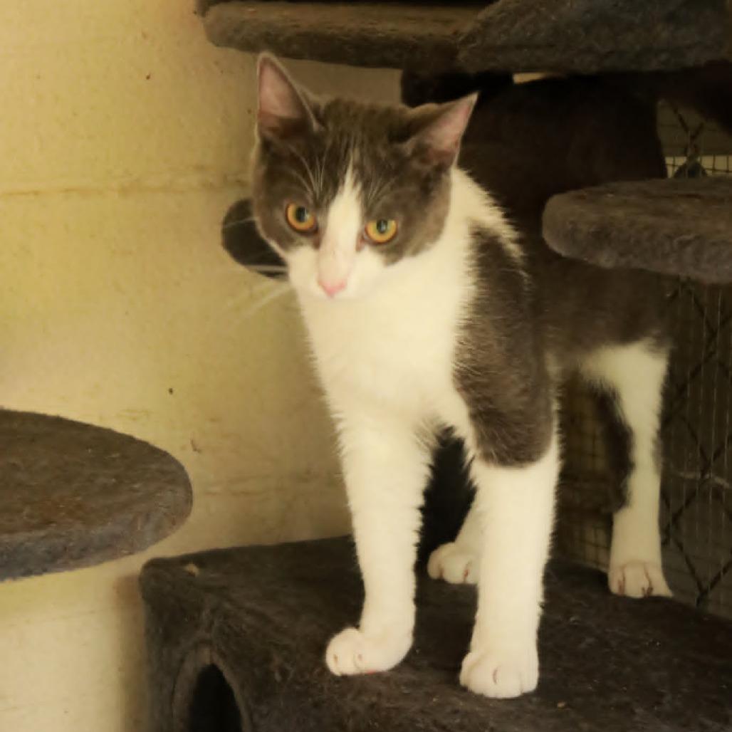 Rebel, a Adoptable mixed breed in Madisonville, KY image 3/3
