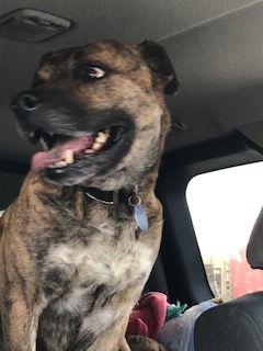 Enlarge Keene, a Adopted Mountain Cur in Westminster, CO image 2/6