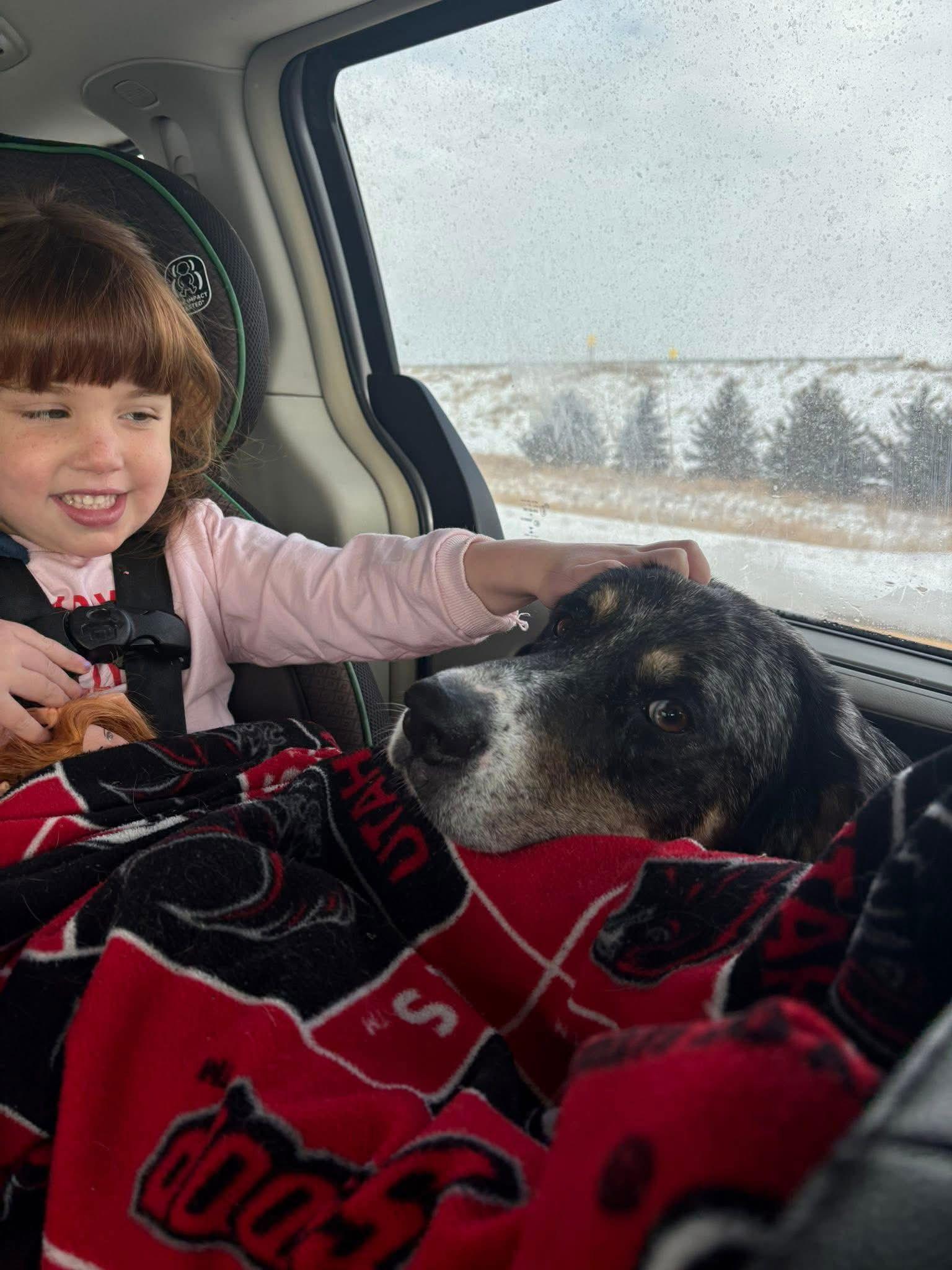 Enlarge Scout, a Adoptable Australian Shepherd in New London, WI image 1/3