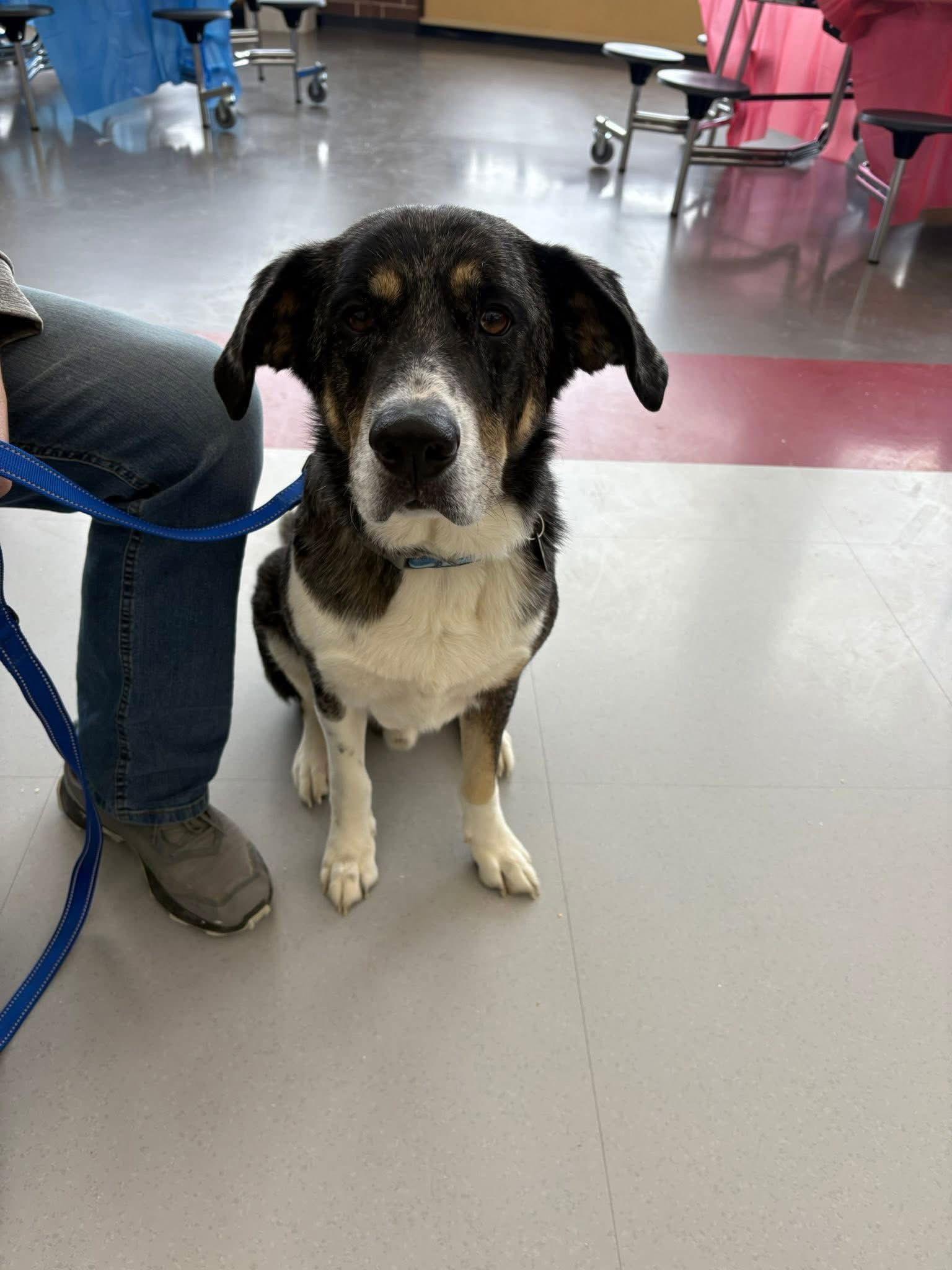 Enlarge Scout, a Adoptable Australian Shepherd in New London, WI image 2/3