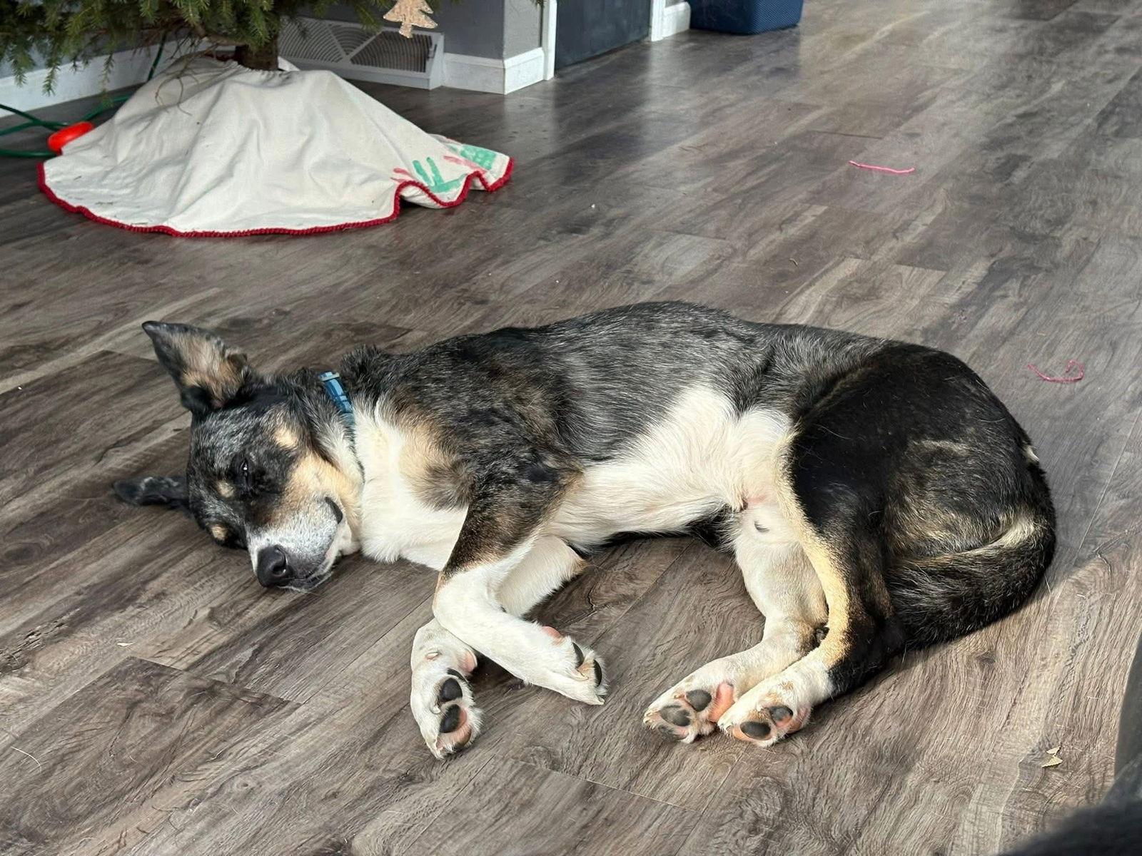 Enlarge Scout, a Adoptable Australian Shepherd in New London, WI image 3/3