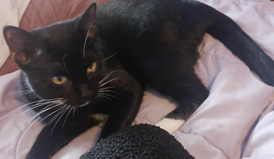 Gary, a ADOPTABLE Tuxedo in Beckley, WV image 3/3