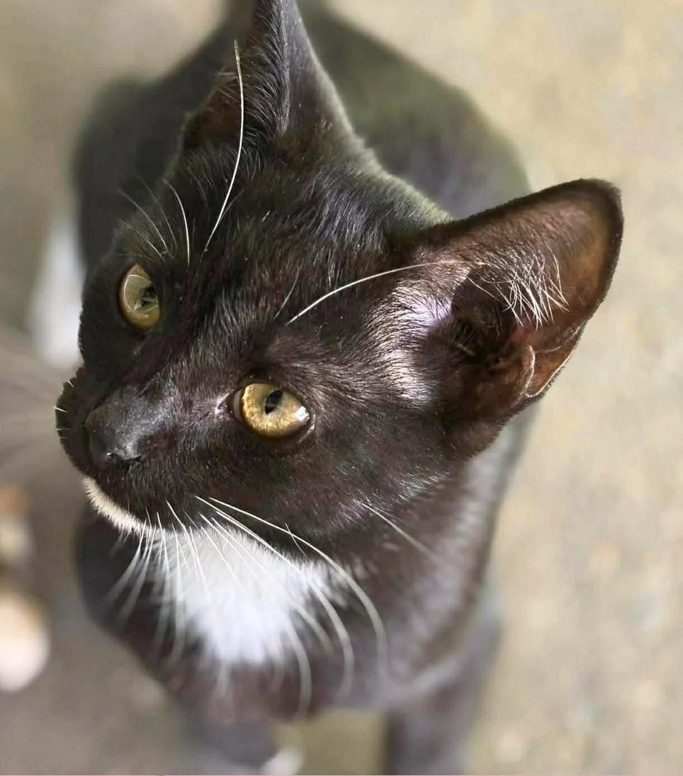 Gary, a ADOPTABLE Tuxedo in Beckley, WV image 1/3