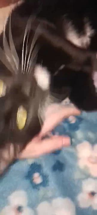 Enlarge Gary, a ADOPTABLE Tuxedo in Beckley, WV video 2/3