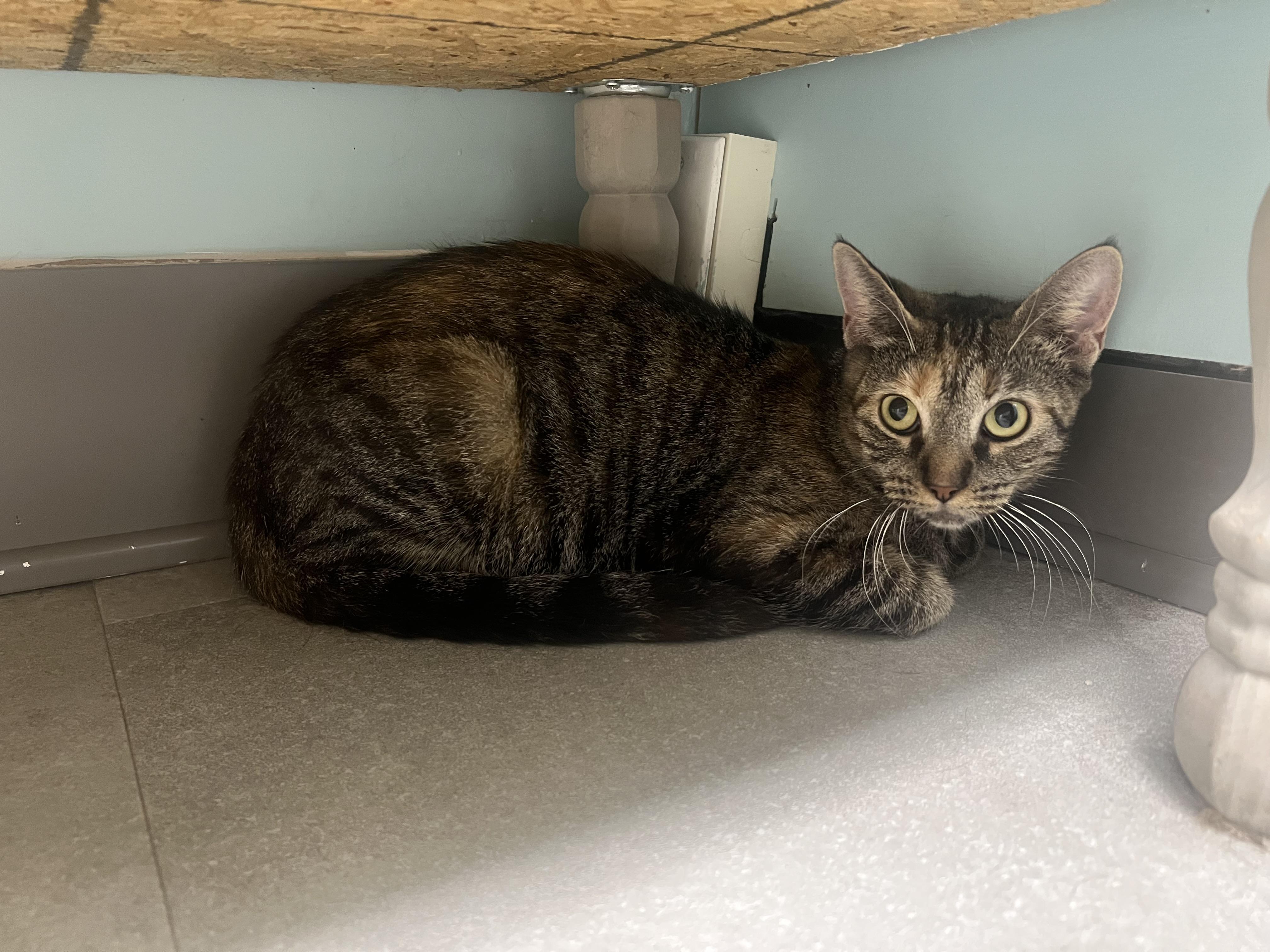 Harvest, Adoptable, Adult Female Domestic Short Hair.