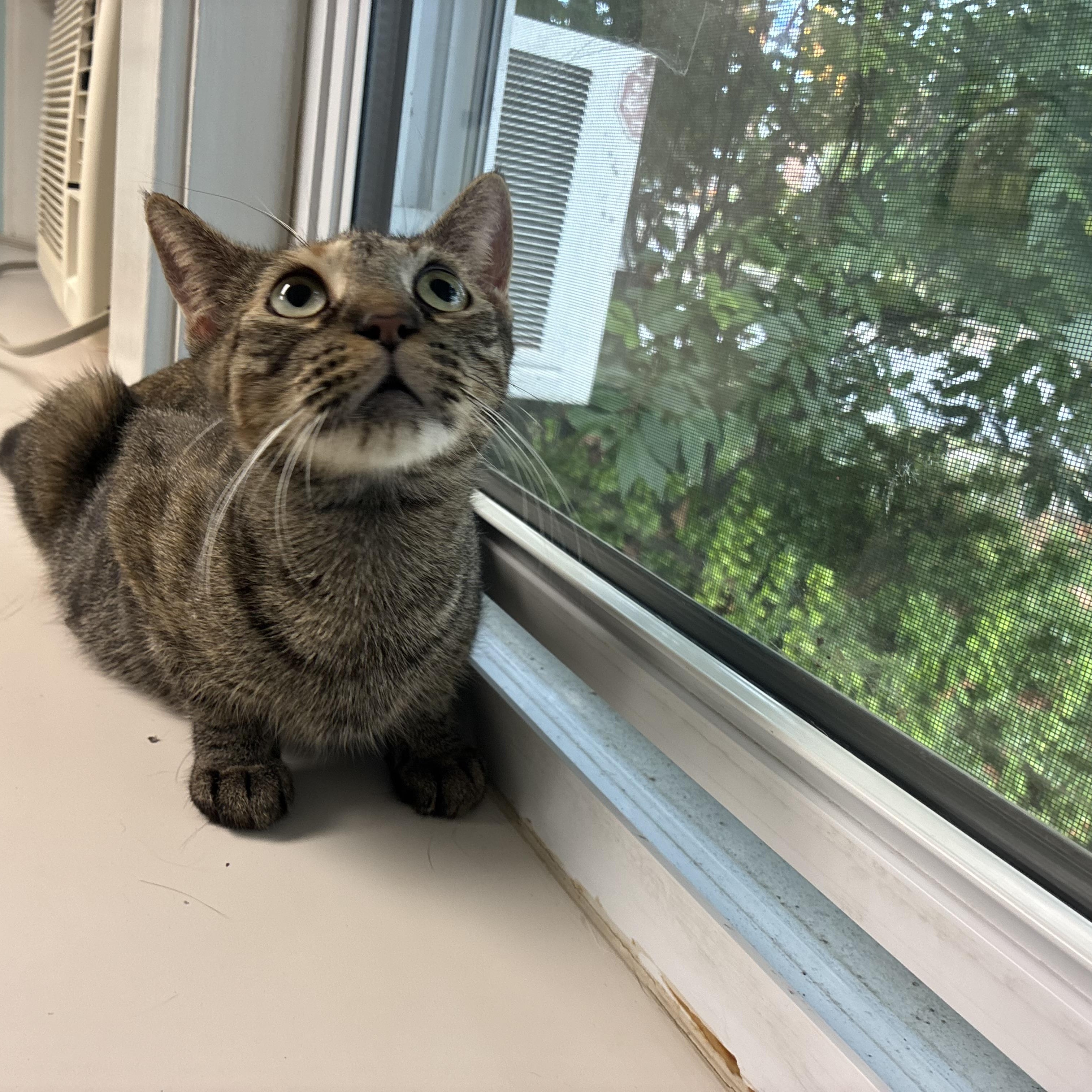 Enlarge Harvest, a Adoptable Domestic Short Hair in Media, PA image 2/5