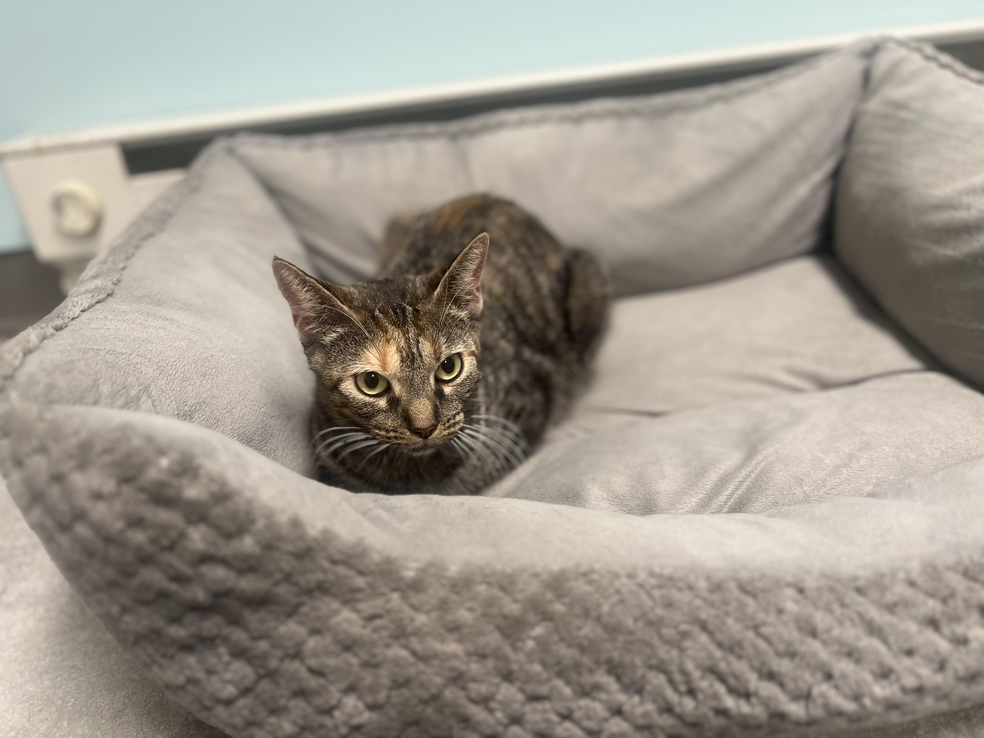 Enlarge Harvest, a Adoptable Domestic Short Hair in Media, PA image 3/5