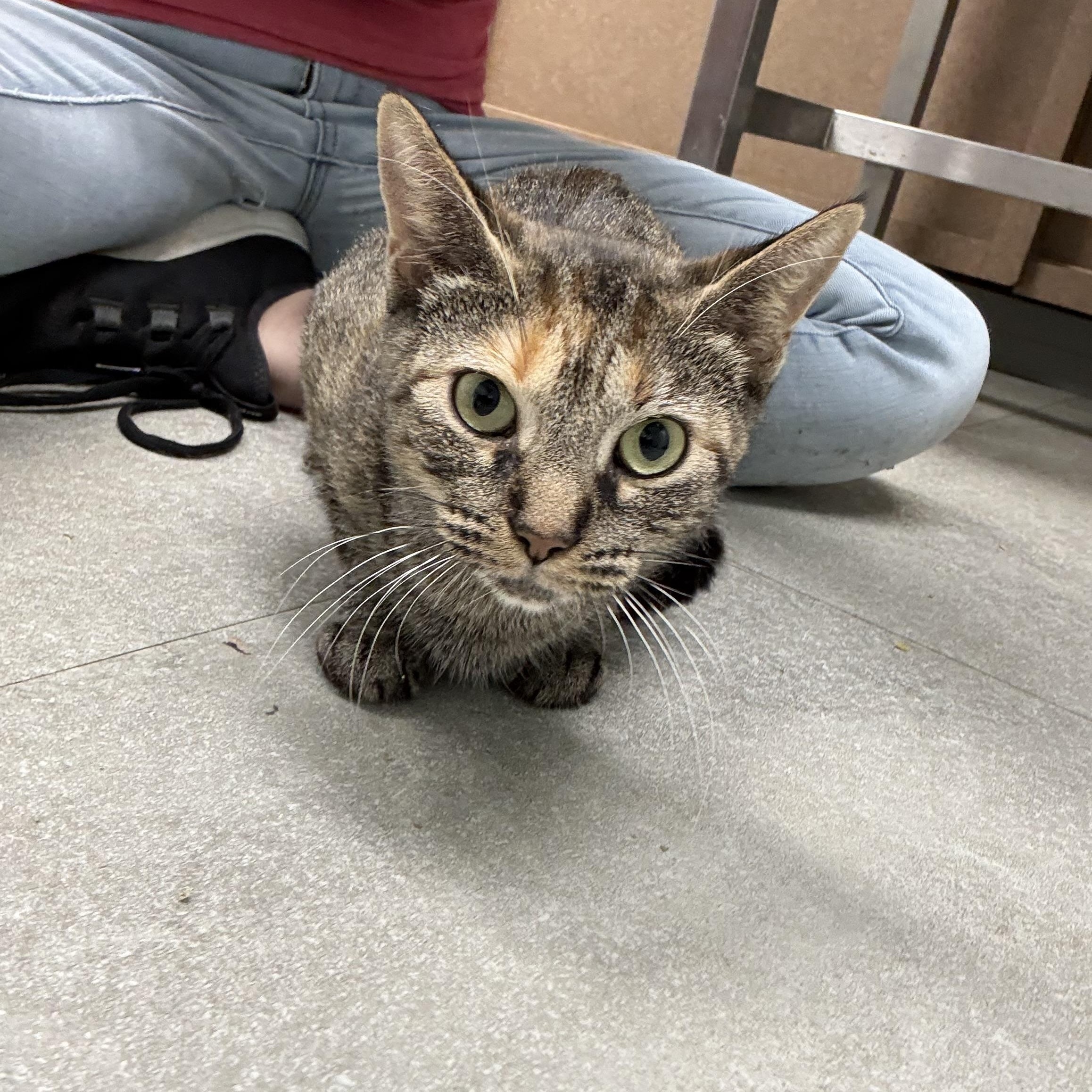 Enlarge Harvest, a Adoptable Domestic Short Hair in Media, PA image 4/5