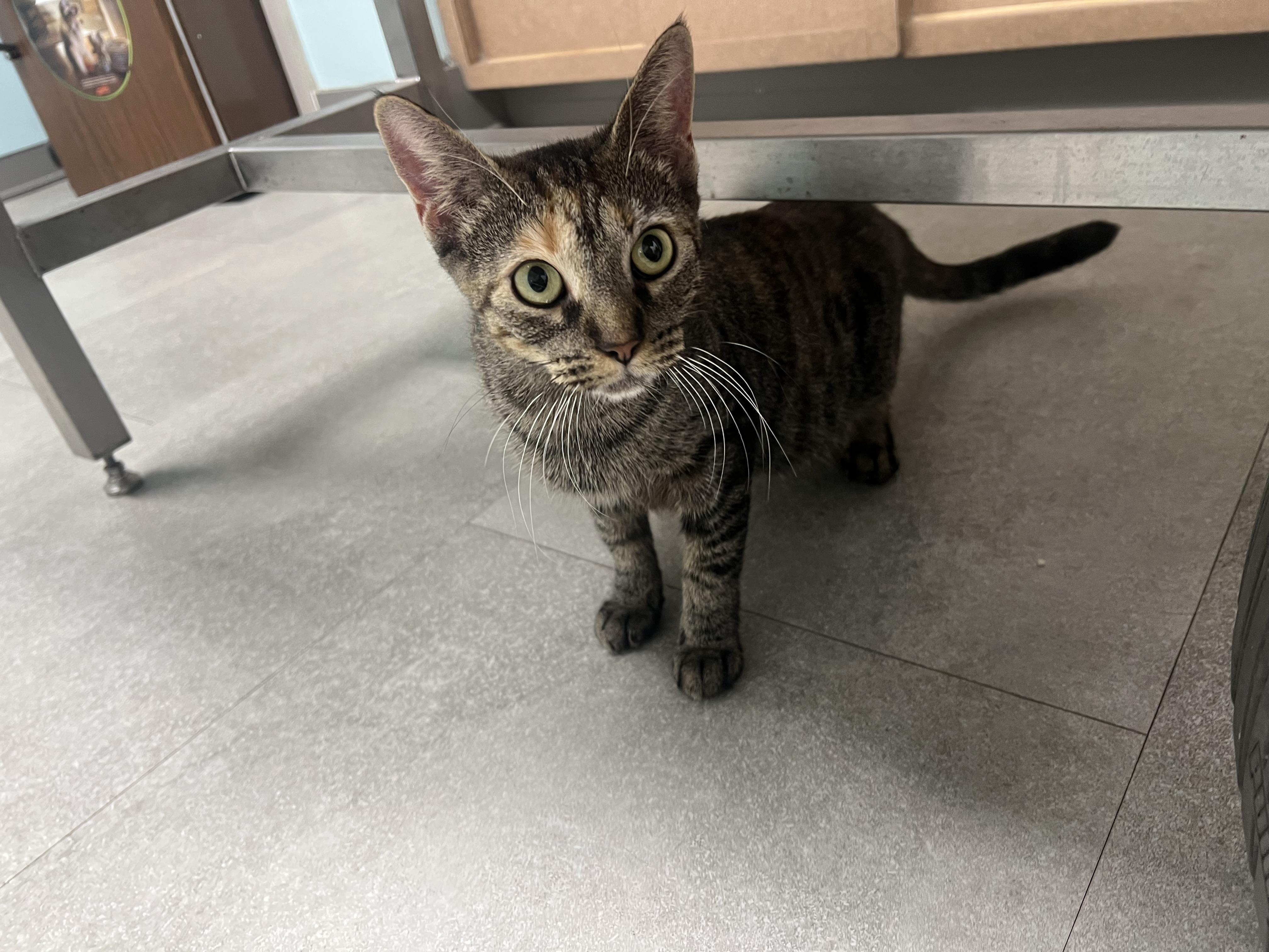 Enlarge Harvest, a Adoptable Domestic Short Hair in Media, PA image 5/5