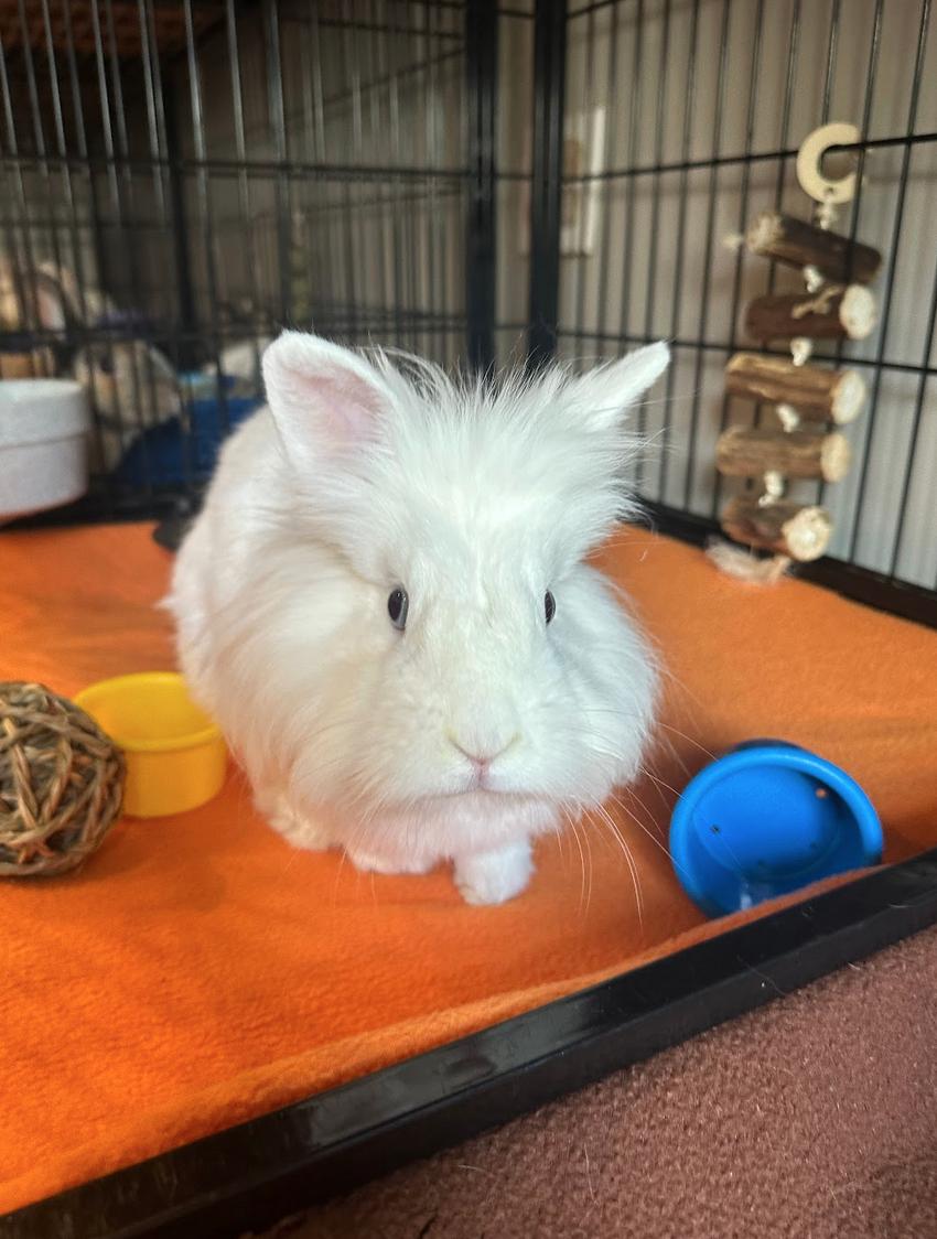 Dr. Doofenshmirtz, ADOPTABLE, Young Male Lionhead.