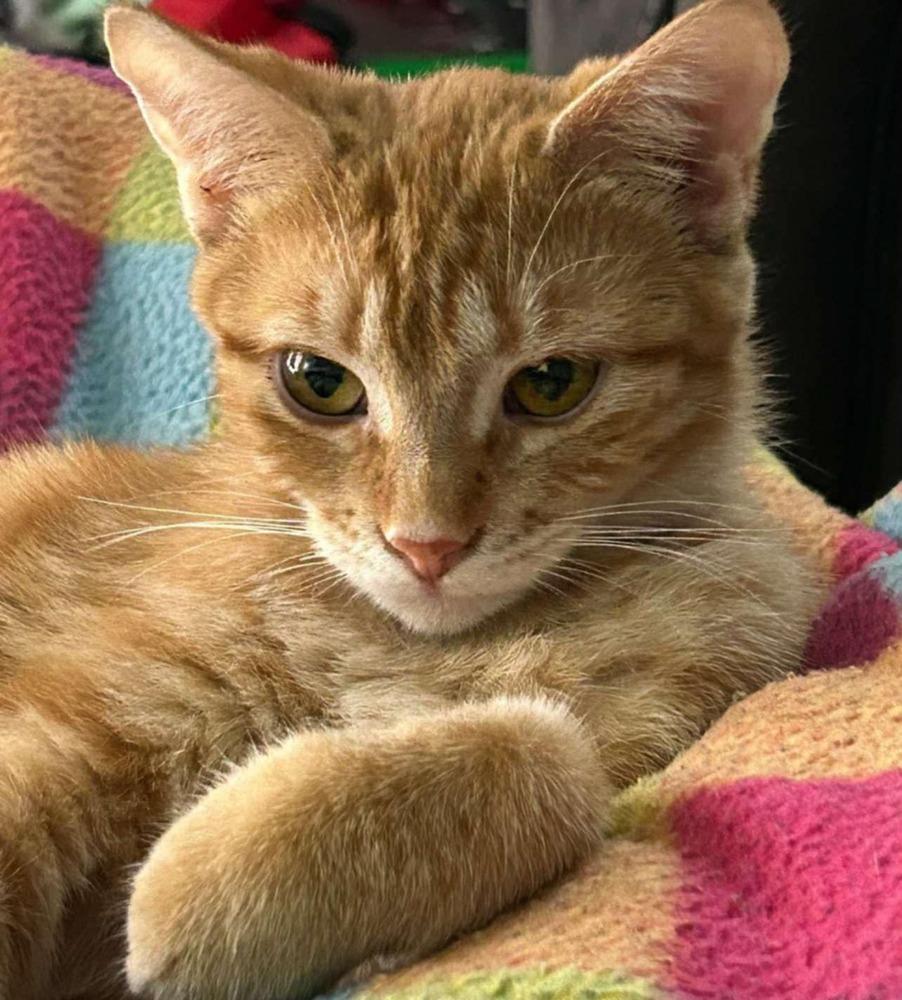 Enlarge Martha McFly, a Adoptable Domestic Short Hair in New Baltimore, MI image 1/1