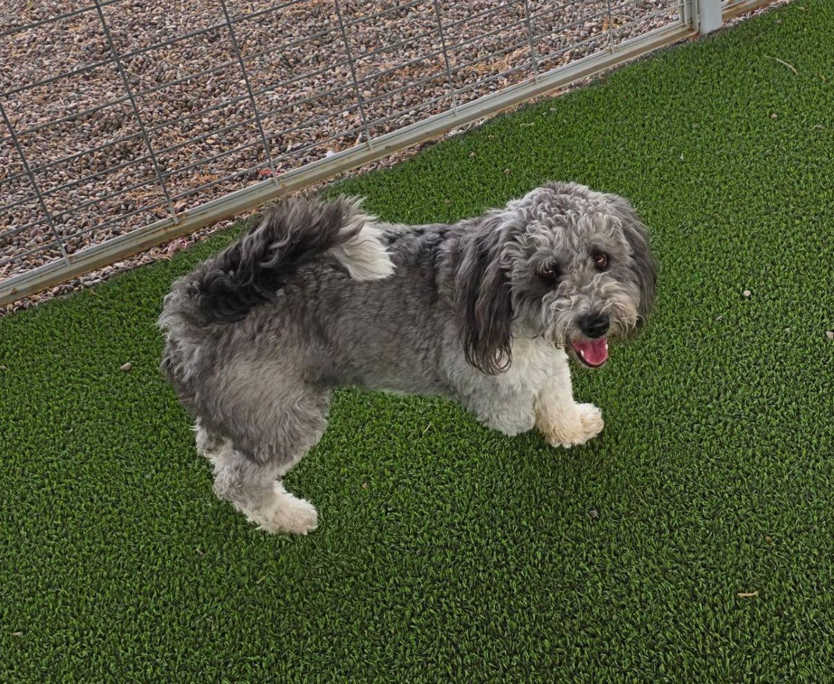 Enlarge Pico, an adopted mixed breed in El Paso, TX image 5/6