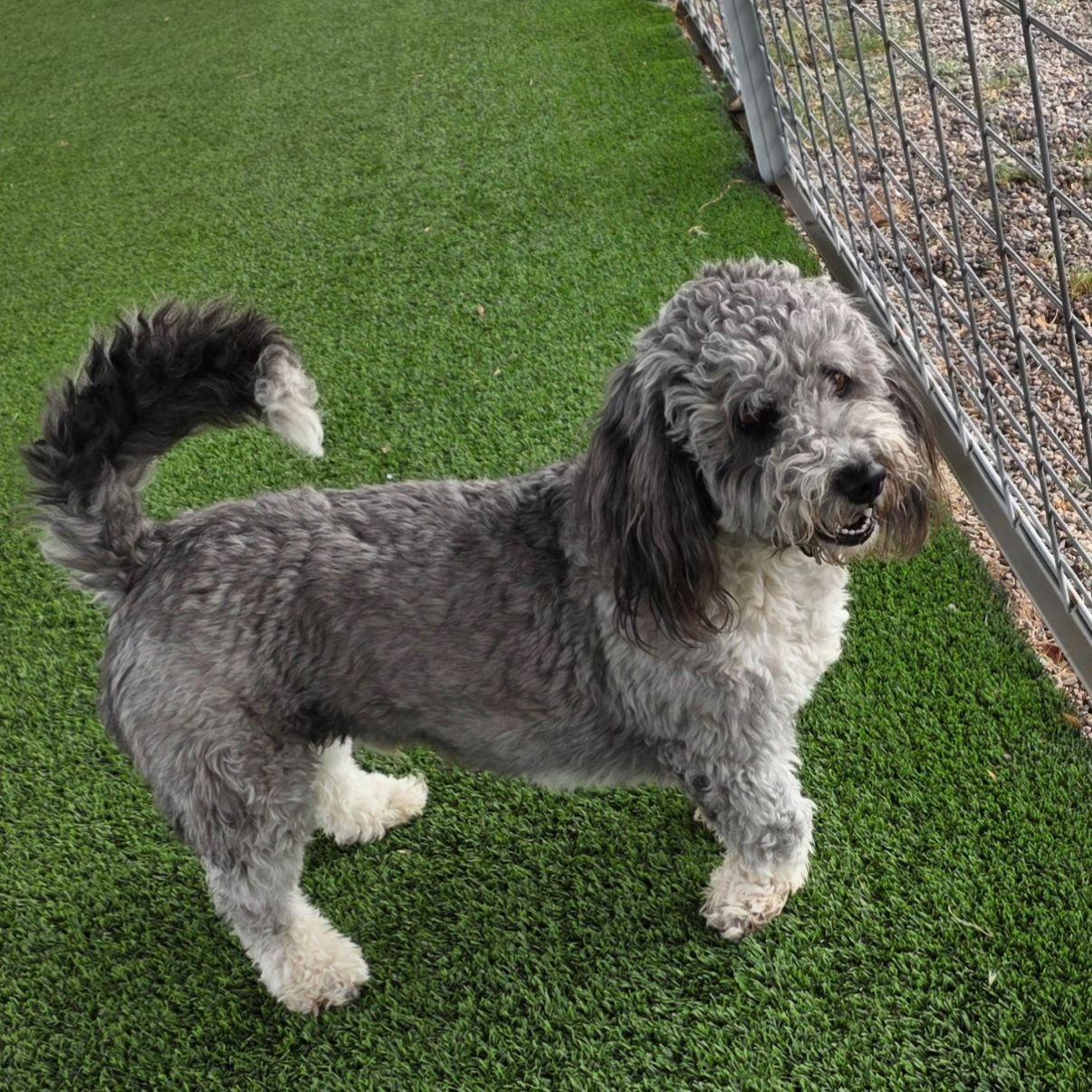 Enlarge Pico, an adopted mixed breed in El Paso, TX image 2/6