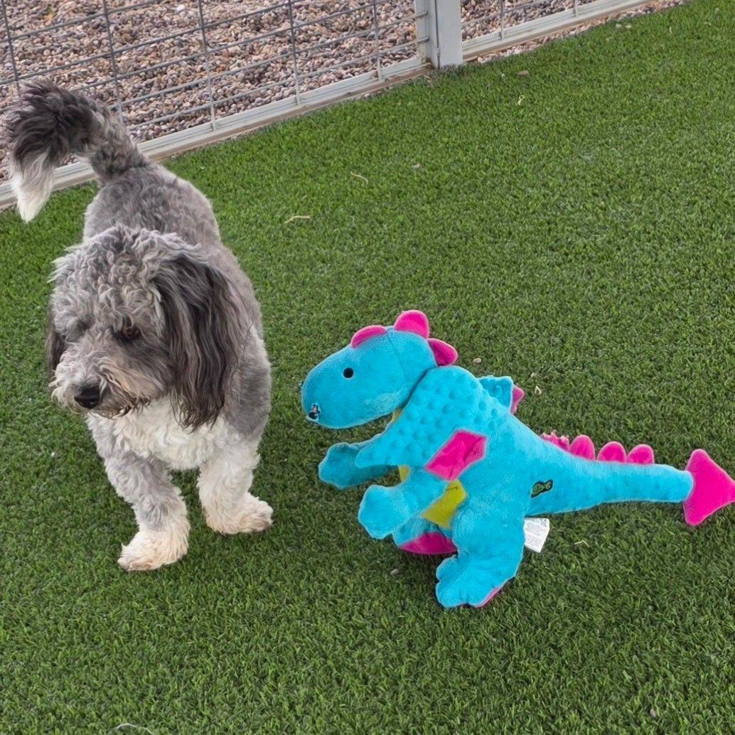 Enlarge Pico, an adopted mixed breed in El Paso, TX image 6/6