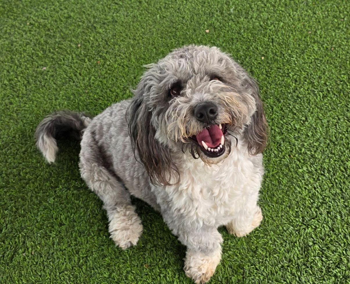 Enlarge Pico, an adopted mixed breed in El Paso, TX image 3/6