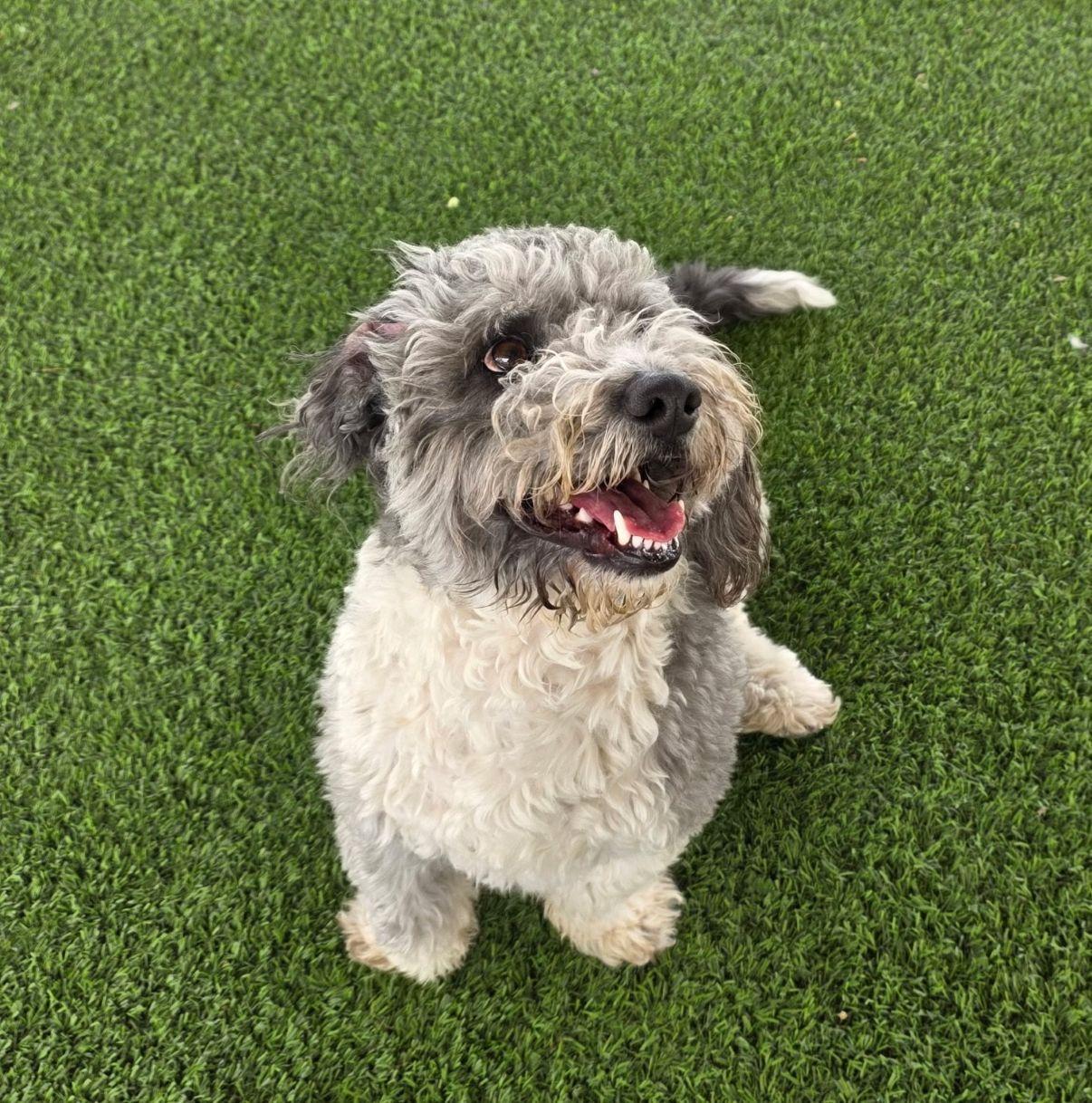 Enlarge Pico, an adopted mixed breed in El Paso, TX image 4/6