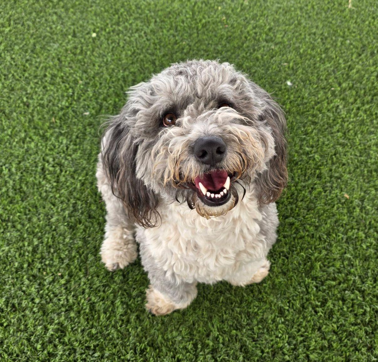 Pico, adopted, Young Male Poodle.