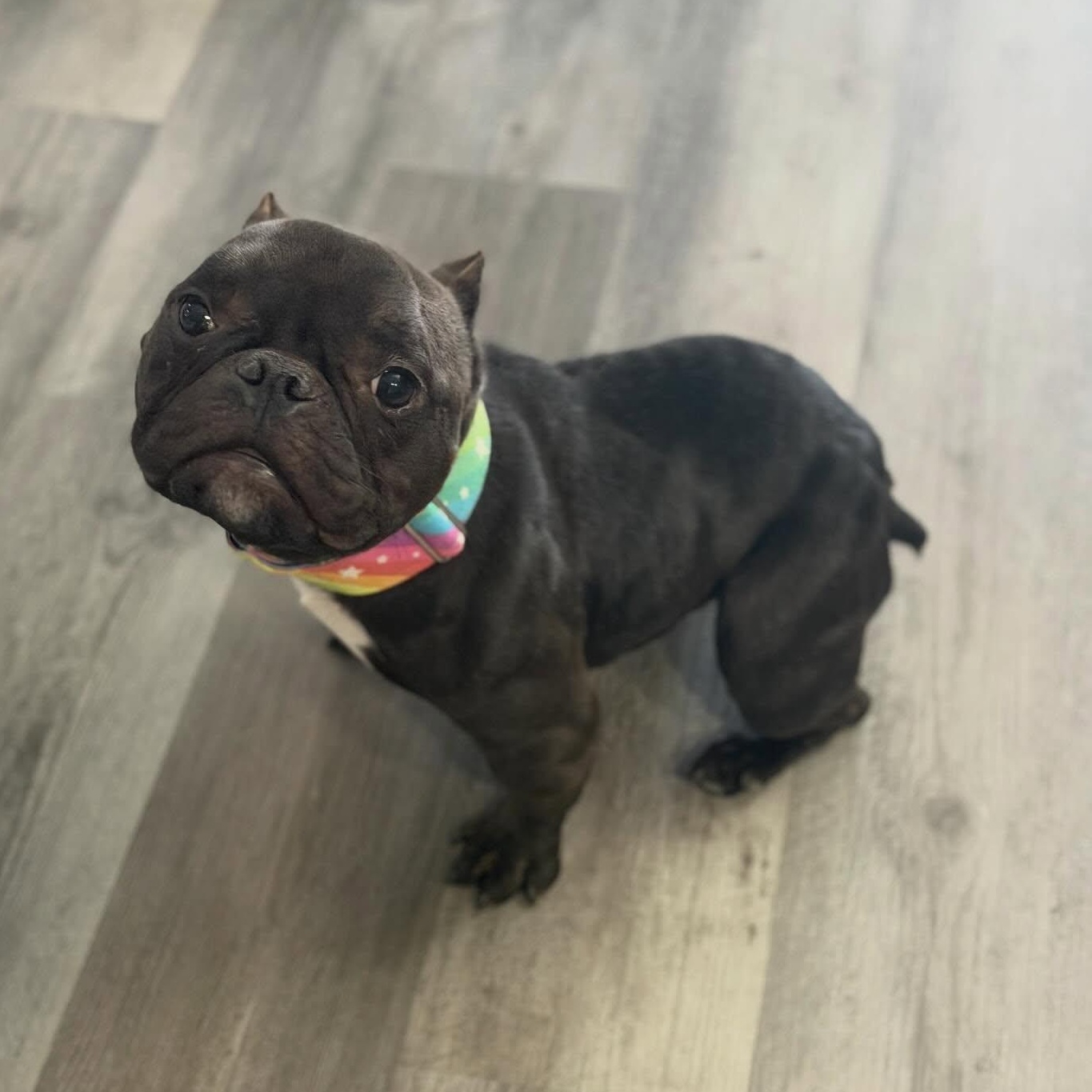 Minnow, Adoptable, Young Female American Bully.