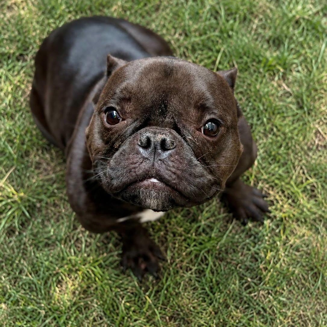 Enlarge Minnow, a Adoptable mixed breed in Las Vegas, NV image 4/6