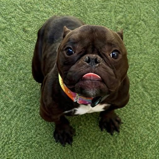 Enlarge Minnow, a Adoptable mixed breed in Las Vegas, NV image 3/6