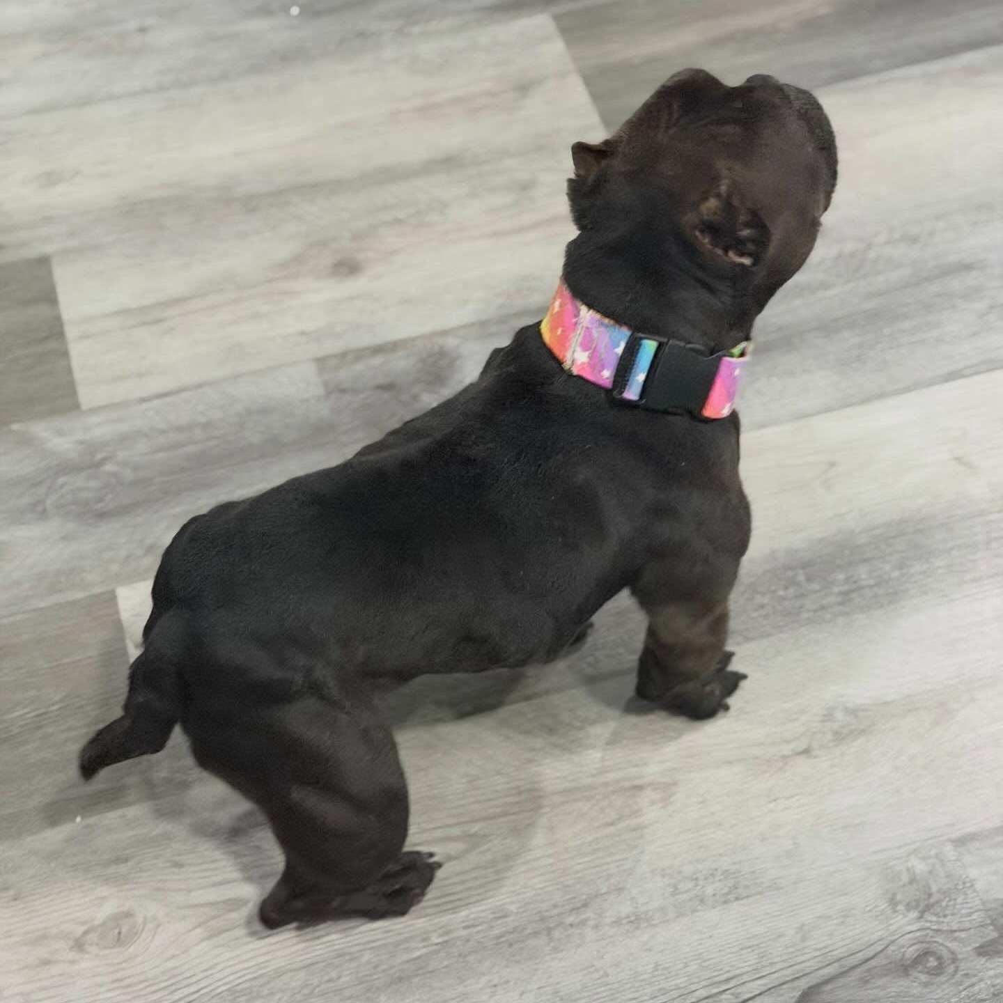 Enlarge Minnow, a Adoptable mixed breed in Las Vegas, NV image 5/6