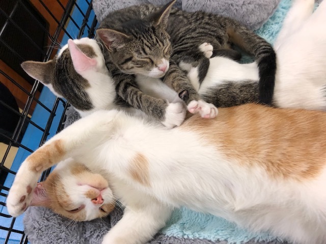 Reno, a Adoptable Tabby in Westfield, NJ image 1/8