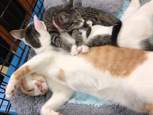 Reno, a Adoptable Tabby in Westfield, NJ image 3/8