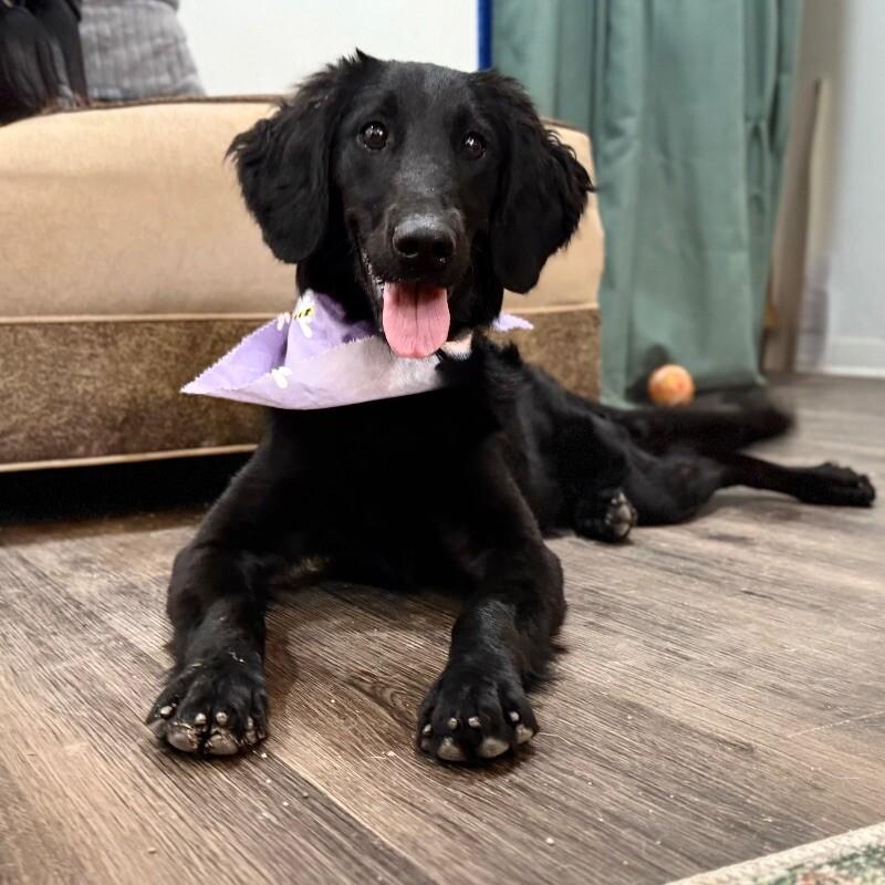 Lab/poodle Reteriver Dog for adoption - Kimmy Loves You to the Moon, a Poodle & Black ...