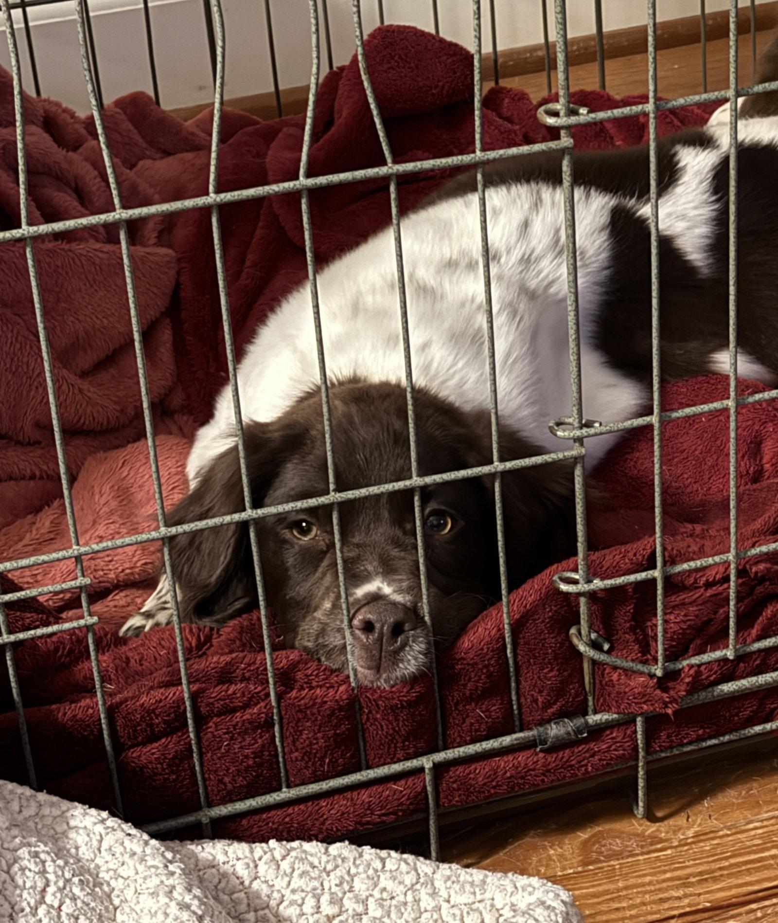 NC/Abby, Adopted, Puppy Female Brittany Spaniel.