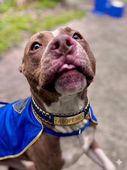 Enlarge Owen, a Adoptable mixed breed in New Orleans, LA image 1/1