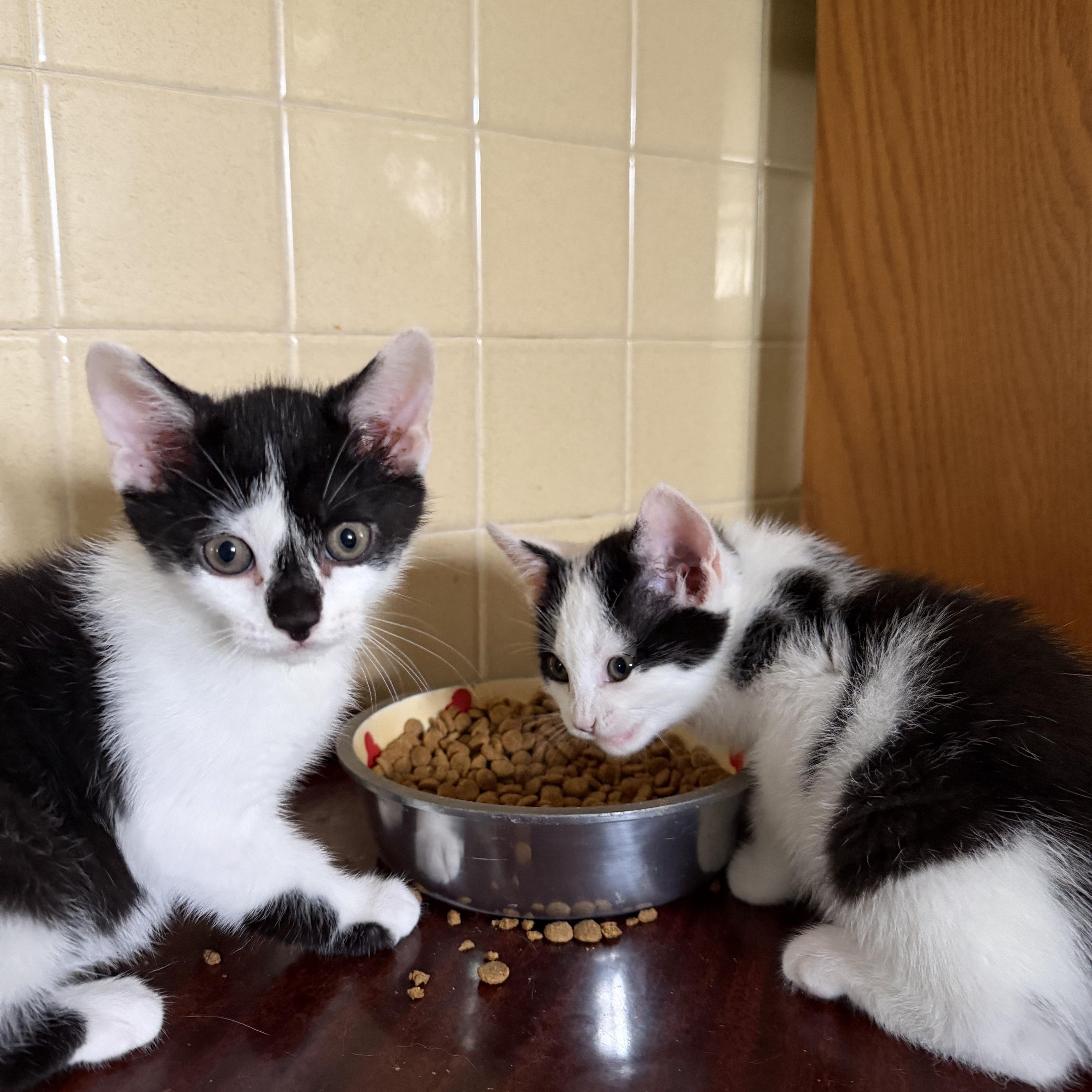 Enlarge Sandtrap, a Adoptable Domestic Short Hair in Maple Glen, PA image 2/5