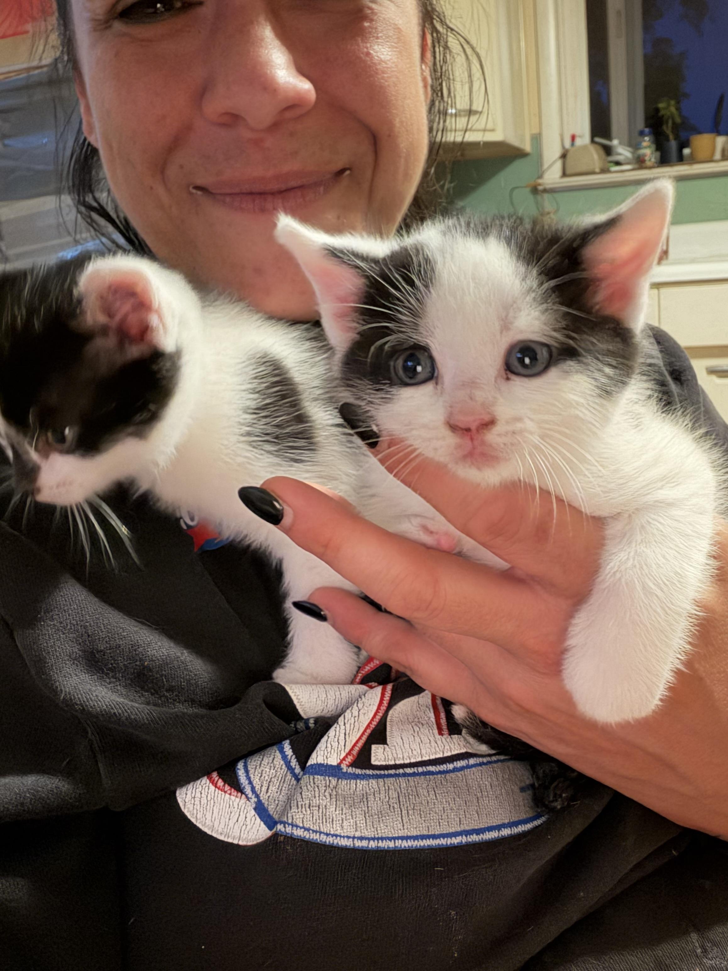 Enlarge Sandtrap, a Adoptable Domestic Short Hair in Maple Glen, PA image 5/5