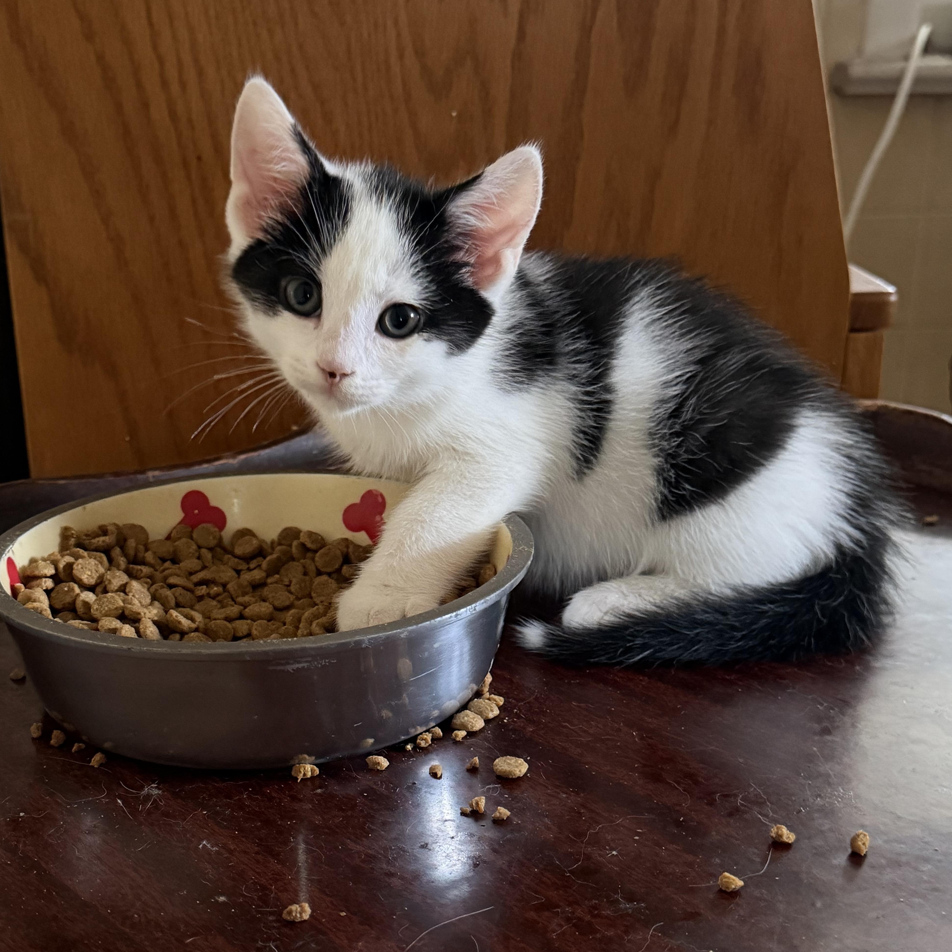 Sandtrap, Adoptable, Kitten Male Domestic Short Hair.