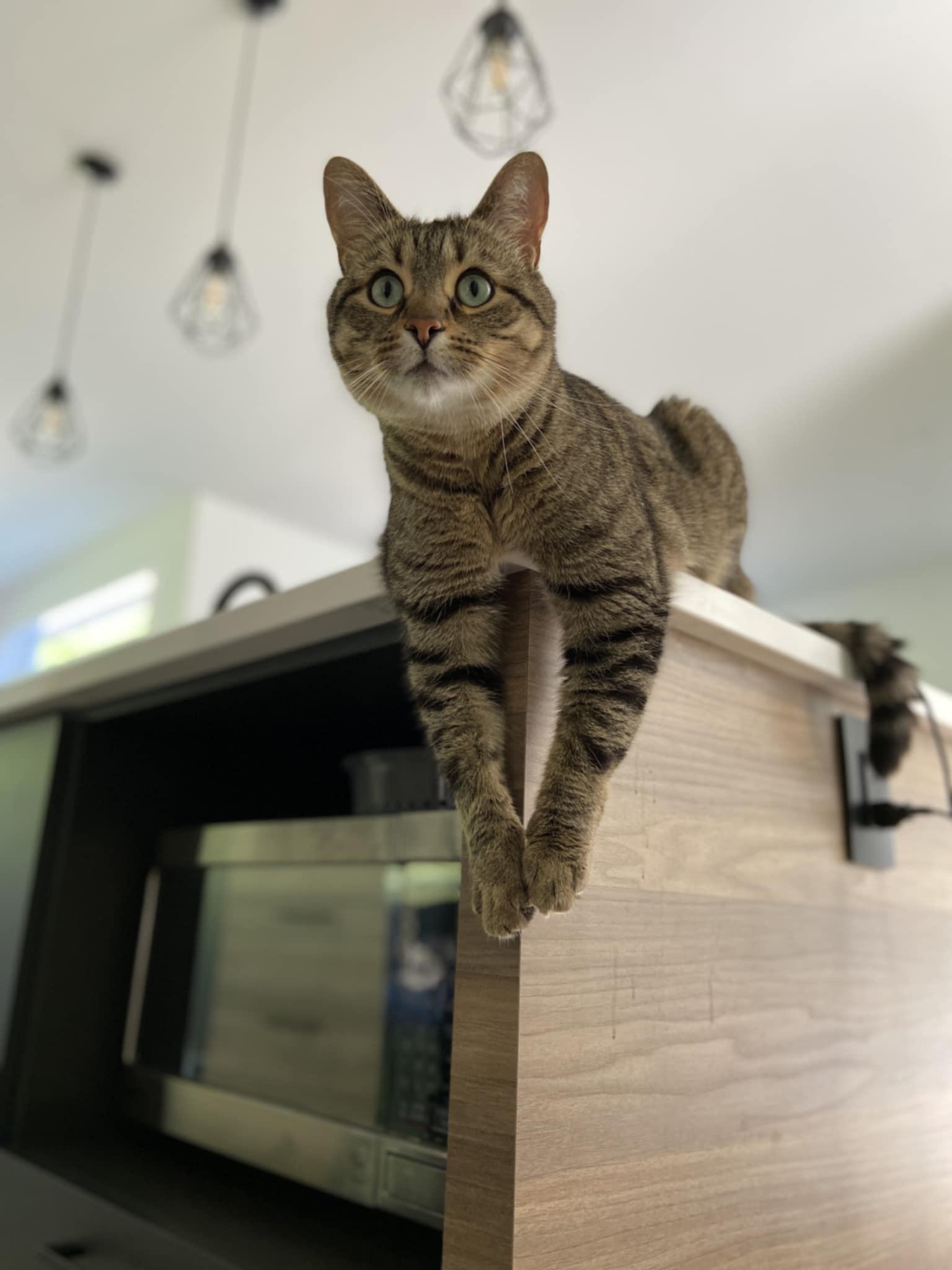 Enlarge Oscar, a Adoptable Tabby in Verdun, QC image 1/1