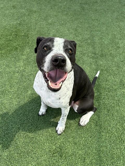 TUCKER, Adoptable, Adult Male English Pointer.