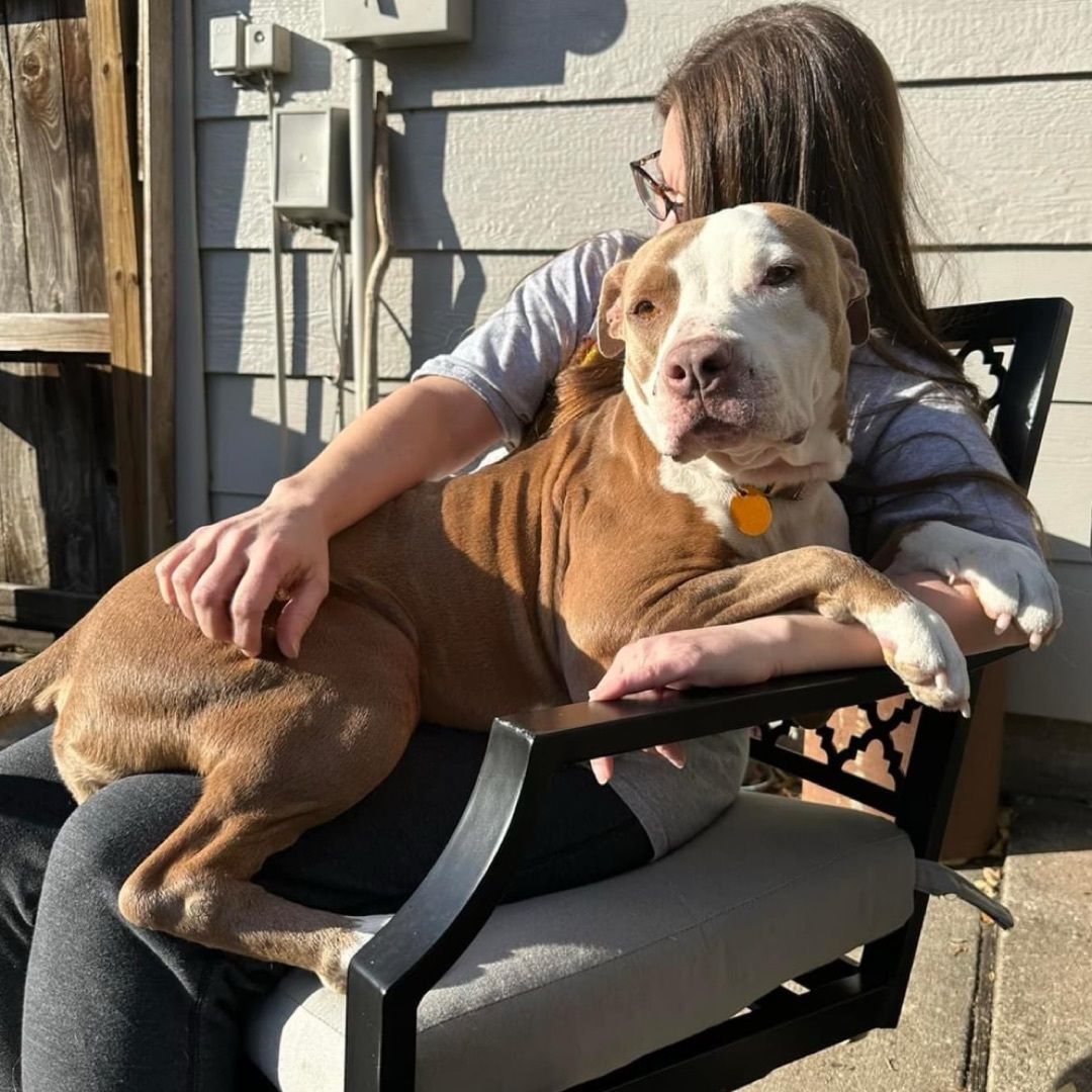 Dog for adoption Rosie, an American Staffordshire Terrier Mix in