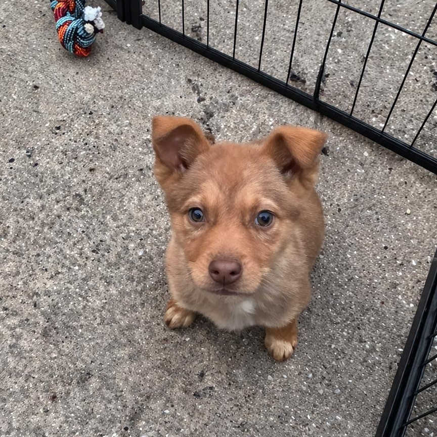 Enlarge Astro, a Adoptable mixed breed in Columbia, MD image 1/5
