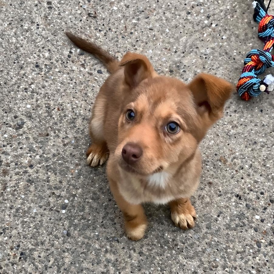 Enlarge Astro, a Adoptable mixed breed in Columbia, MD image 4/5