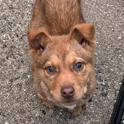 Enlarge Astro, a Adoptable mixed breed in Columbia, MD image 2/5